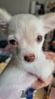 Additional photos: Two long-haired chihuahua puppies