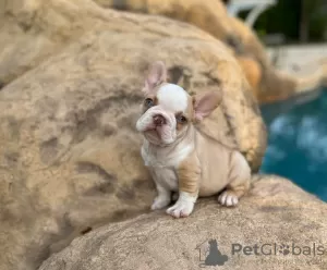 Photo №2 to announcement № 51131 for the sale of french bulldog - buy in Finland private announcement