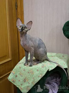 Additional photos: Canadian Sphynx kittens