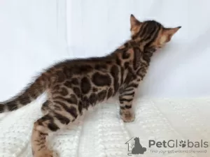 Photo №3. Bengal kitty. Russian Federation