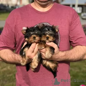 Photo №3. Loving Yorkshire Terrier. Germany