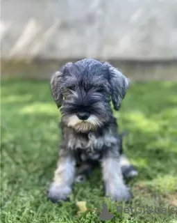 Photo №1. standard schnauzer - for sale in the city of Belgrade | negotiated | Announcement № 110672