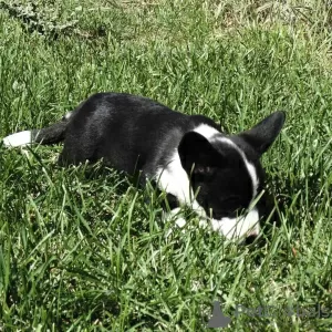 Additional photos: Welsh corgi puppy