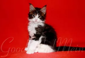 Additional photos: Maine Coon. Kittens