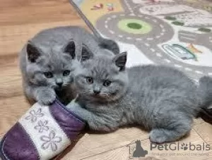 Photo №1. british shorthair - for sale in the city of Aalst | Is free | Announcement № 127852