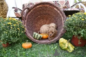 Additional photos: Miniature poodle