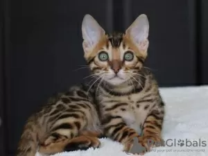 Photo №3. Bengal kittens for adoption. United States