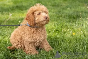 Photo №1. poodle (toy) - for sale in the city of Graz | 317$ | Announcement № 52248