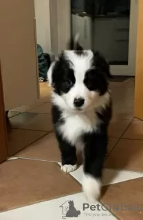 Photo №2 to announcement № 130038 for the sale of australian shepherd - buy in Germany private announcement