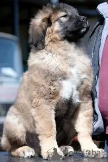 Additional photos: caucasian shepherd puppies