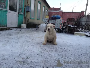 Additional photos: Short-haired Caucasian wolfhound