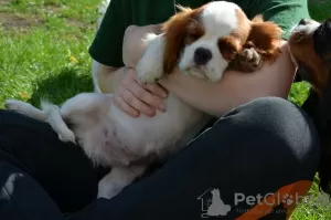 Additional photos: CAVALIER KING CHARLES SPANIEL male ZKWP / FCI