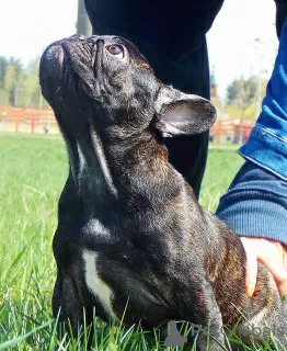 Photo №3. French bulldog promising puppy. Belarus