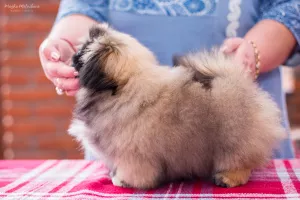 Photo №4. I will sell pekingese in the city of Krasnodar. from nursery - price - Negotiated