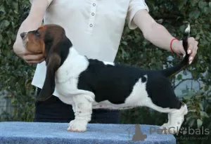 Additional photos: Basset hound