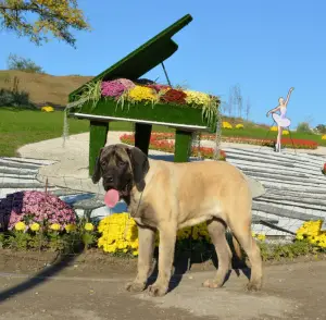 Additional photos: English Mastiff bred puppies