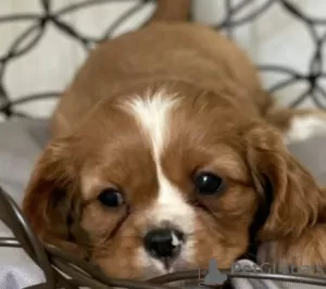 Additional photos: Cavalier King Charles Spaniel puppies