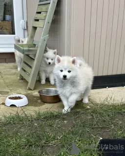 Additional photos: Our last 2 mini blue eyed pomskies