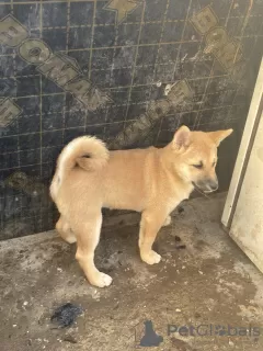 Photo №3. Shiba inu puppies. Serbia