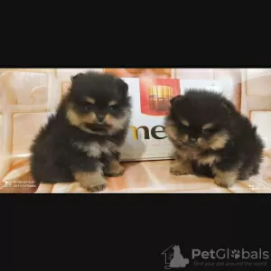 Additional photos: Pomeranian puppies for sale