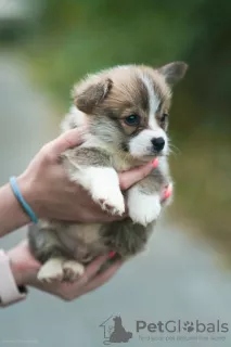 Additional photos: Welsh corgi pembroke puppies