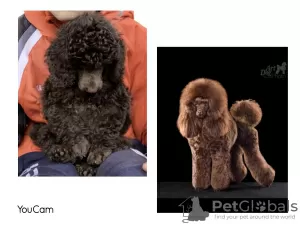 Photo №1. poodle (toy) - for sale in the city of Minsk | 1057$ | Announcement № 42697