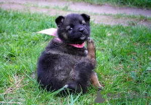 Photo №3. Affectionate female puppies 1.5 months as a gift. Belarus