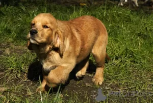 Additional photos: Girls Golden Retriever