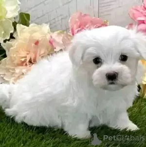 Photo №3. Maltese puppies. United States