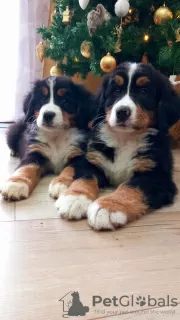 Additional photos: Bernese Mountain Dog