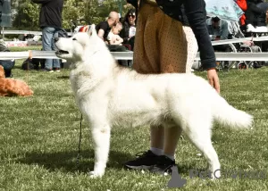 Additional photos: Husky puppies reservation