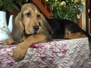 Additional photos: Two beautiful bloodhound girls for sale