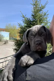 Photo №1. cane corso - for sale in the city of Novosibirsk | 1953$ | Announcement № 103208