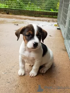 Photo №3. Zeldzame Jack Russel Terrier-puppy's. Netherlands