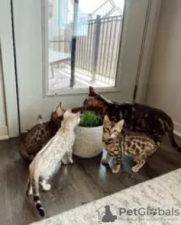 Photo №2 to announcement № 126341 for the sale of bengal cat - buy in Germany private announcement