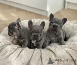 Photo №1. french bulldog - for sale in the city of Londonderry | 568$ | Announcement № 11279