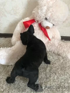 Additional photos: french bulldog **ready**