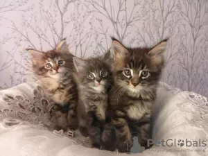 Photo №4. I will sell maine coon in the city of Бреда. private announcement - price - 317$