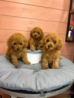 Photo №3. 4 babies - dwarf poodle girls. Lithuania