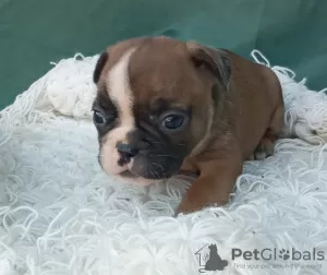 Additional photos: French bulldog puppies