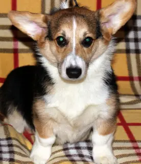 Additional photos: Welsh Corgi Pembroke