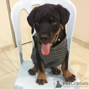 Photo №1. rottweiler - for sale in the city of Gothenburg | 581$ | Announcement № 88539