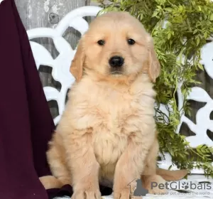 Photo №1. golden retriever - for sale in the city of Larnaca | 740$ | Announcement № 103932