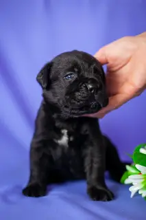 Additional photos: Gorgeous puppies Cane Corso