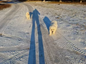 Photo №3. Polish Podhale Shepherd puppies FCI ZKwP. Poland