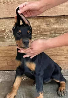 Additional photos: Doberman puppies female