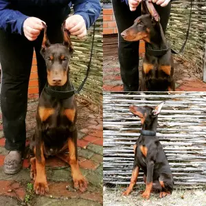 Photo №1. dobermann - for sale in the city of Киев | 780$ | Announcement № 4710