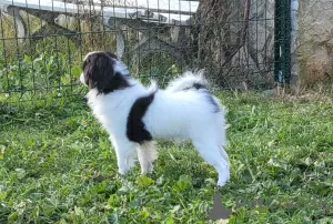 Photo №3. Beautiful FCI PEDIGREE puppy. France