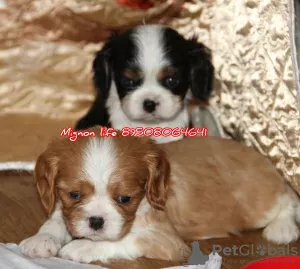 Photo №3. Cavalier King Charles Spaniel puppies. Russian Federation