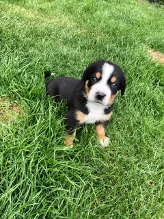 Photo №1. greater swiss mountain dog - for sale in the city of Krasnodar | negotiated | Announcement № 6439